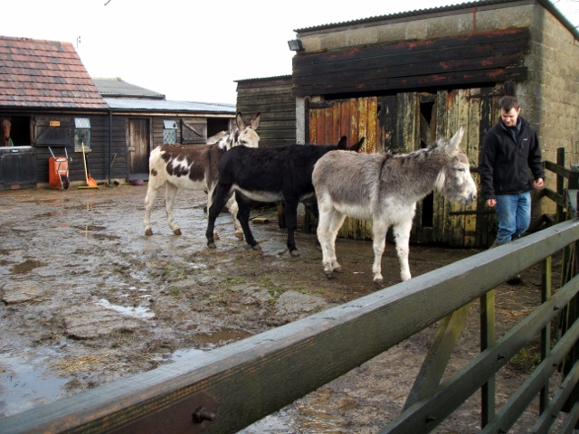 Donkeys at Fortys Farm Stables